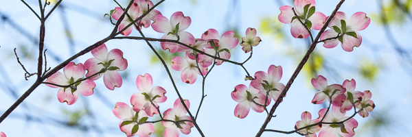 Abstract;Abstraction;Abstractions;Abstracts;Bloom;Blossom;Blossoms;Blue;Branch;Branches;Color;Dogwood;Flower;Floweret;Flowering;Flowers;Healing;Health care;Healthcare;Oriental;Panoramic;Patterns;Peaceful;Petal;Petals;Pink;Pink Dogwood;Spring;Springtime;Stock categories;Textures;White;bloom;calm;flora;floral;limb;restful;serene;soothing;tranquil;tree limbs